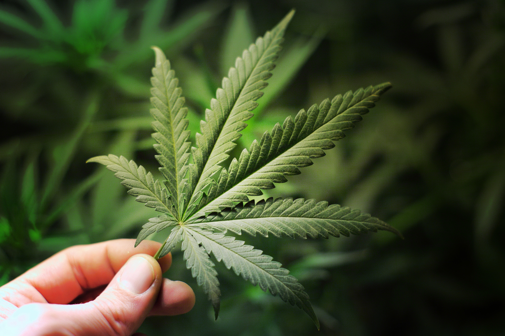 9 Marijuana Stocks to Play the Pot Craze 9 Marijuana Stocks to Play the Pot Craze